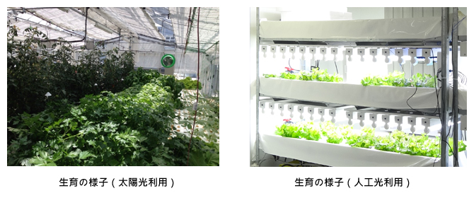 Plants under sunlight and artificial lighting